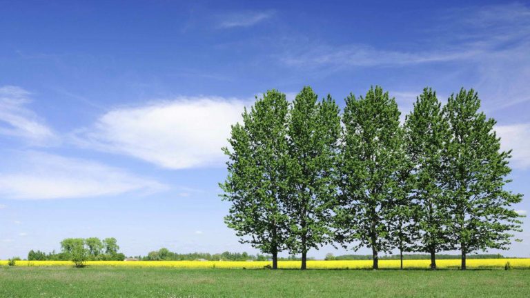 Why Your Website Should Not Rely on WhatsApp for Sales