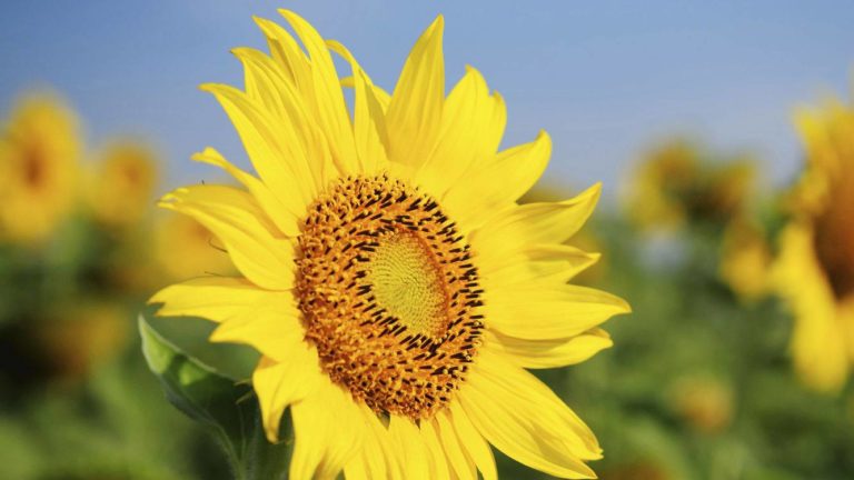 Why Lower Prices Do Not Fix Empty Weeks in Halkidiki in 2026